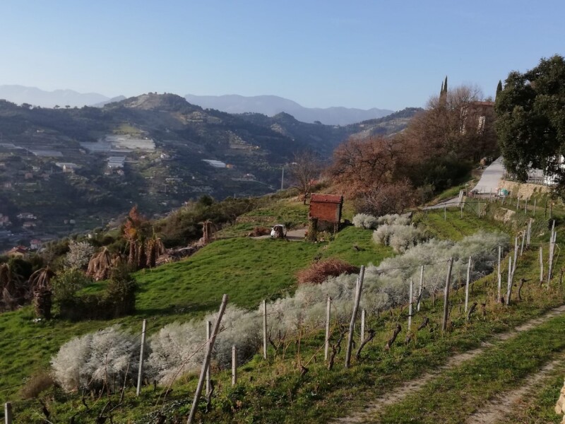 Rustico-Casolare-Cascina a Vallebona 24