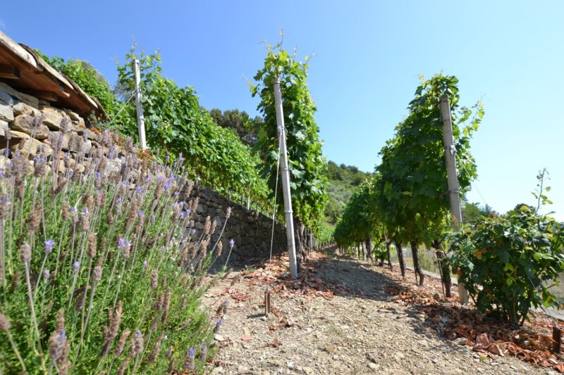 Unifamiliare Villa a Soldano 29