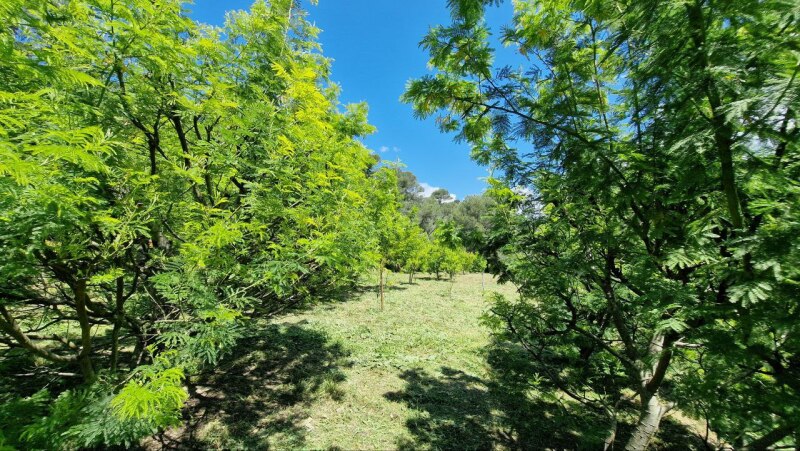Rustico con terreno pianeggiante in posizione dominante a Soldano – a pochi minuti dal mare. 18
