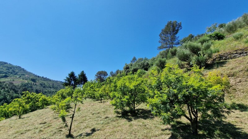 Rustico con terreno pianeggiante in posizione dominante a Soldano – a pochi minuti dal mare. 16