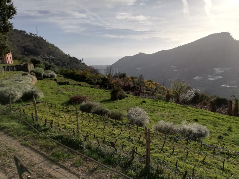 Rustico-Casolare-Cascina a Vallebona 23