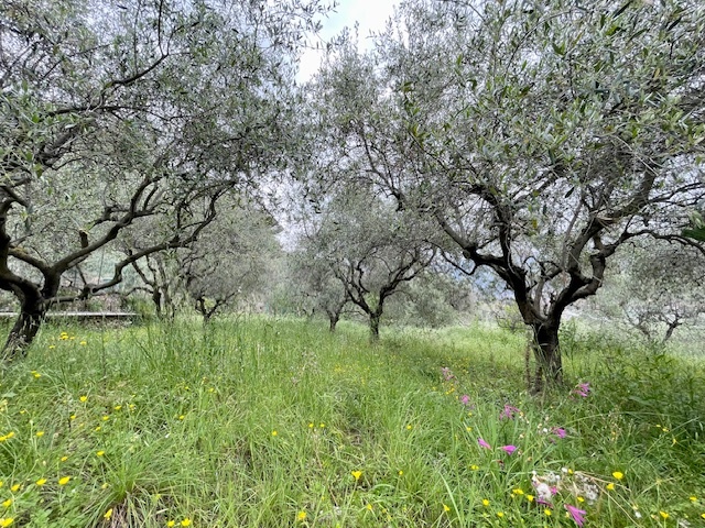 Unifamiliare Villa a Ventimiglia 15