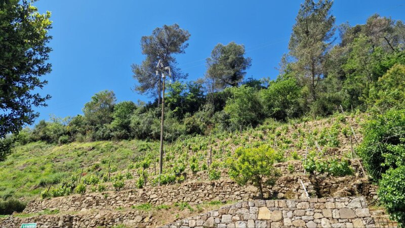 Rustico con terreno pianeggiante in posizione dominante a Soldano – a pochi minuti dal mare. 20